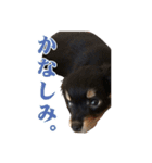 チワックスMAROくんのマロタンプ（個別スタンプ：18）