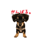 チワックスMAROくんのマロタンプ（個別スタンプ：22）