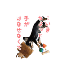 チワックスMAROくんのマロタンプ（個別スタンプ：29）