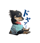 チワックスMAROくんのマロタンプ（個別スタンプ：31）