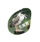 Birds  of  life（個別スタンプ：1）