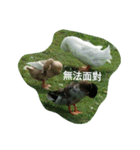 Birds  of  life（個別スタンプ：2）