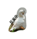 Birds  of  life（個別スタンプ：3）