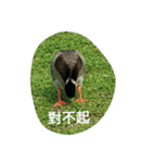 Birds  of  life（個別スタンプ：4）
