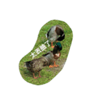 Birds  of  life（個別スタンプ：5）
