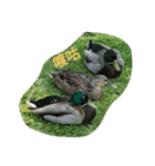 Birds  of  life（個別スタンプ：6）
