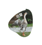 Birds  of  life（個別スタンプ：9）
