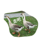 Birds  of  life（個別スタンプ：10）