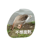 Birds  of  life（個別スタンプ：11）