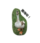 Birds  of  life（個別スタンプ：12）
