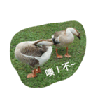 Birds  of  life（個別スタンプ：13）