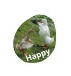 Birds  of  life（個別スタンプ：14）