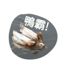 Birds  of  life（個別スタンプ：15）