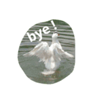Birds  of  life（個別スタンプ：16）