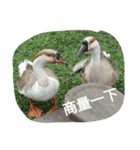 Birds  of  life（個別スタンプ：17）