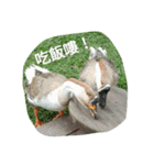 Birds  of  life（個別スタンプ：18）