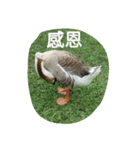 Birds  of  life（個別スタンプ：19）