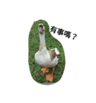Birds  of  life（個別スタンプ：20）