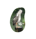 Birds  of  life（個別スタンプ：21）