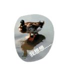 Birds  of  life（個別スタンプ：22）