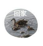 Birds  of  life（個別スタンプ：23）