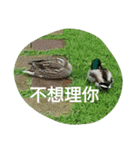Birds  of  life（個別スタンプ：24）