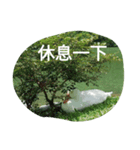 Birds  of  life（個別スタンプ：25）