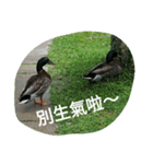 Birds  of  life（個別スタンプ：26）