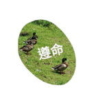 Birds  of  life（個別スタンプ：27）