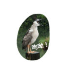 Birds  of  life（個別スタンプ：28）