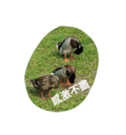 Birds  of  life（個別スタンプ：29）