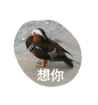 Birds  of  life（個別スタンプ：30）