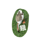 Birds  of  life（個別スタンプ：31）