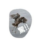 Birds  of  life（個別スタンプ：32）