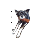 愛犬パク 黒い犬（個別スタンプ：1）