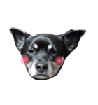愛犬パク 黒い犬（個別スタンプ：2）