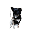 愛犬パク 黒い犬（個別スタンプ：3）