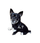 愛犬パク 黒い犬（個別スタンプ：4）