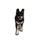 愛犬パク 黒い犬（個別スタンプ：7）
