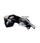 愛犬パク 黒い犬（個別スタンプ：8）