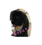 ニューフィー3兄弟＋TP（個別スタンプ：9）