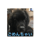 ニューフィー3兄弟＋TP（個別スタンプ：12）