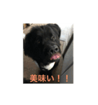ニューフィー3兄弟＋TP（個別スタンプ：17）