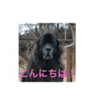 ニューフィー3兄弟＋TP（個別スタンプ：19）