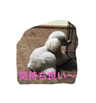 ニューフィー3兄弟＋TP（個別スタンプ：23）