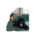 ニューフィー3兄弟＋TP（個別スタンプ：24）