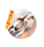 アポロのスタンプ（個別スタンプ：3）