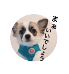 アポロのスタンプ（個別スタンプ：4）