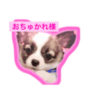アポロのスタンプ（個別スタンプ：5）
