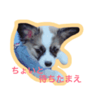 アポロのスタンプ（個別スタンプ：6）